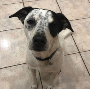 Meet your Posher, Jake